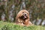 LHASSA APSO 235